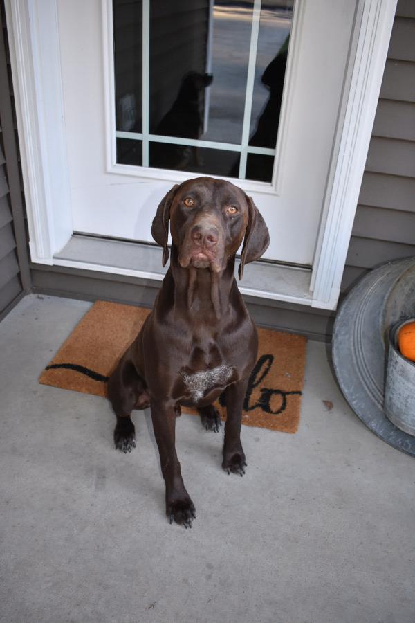 /images/uploads/southeast german shorthaired pointer rescue/segspcalendarcontest2019/entries/11689thumb.jpg